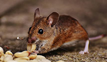 24 Hour & Emergency Exterminators in Stndg Stone, WV